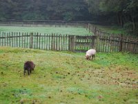 Kinderboerderij bij vakantie park De Krim